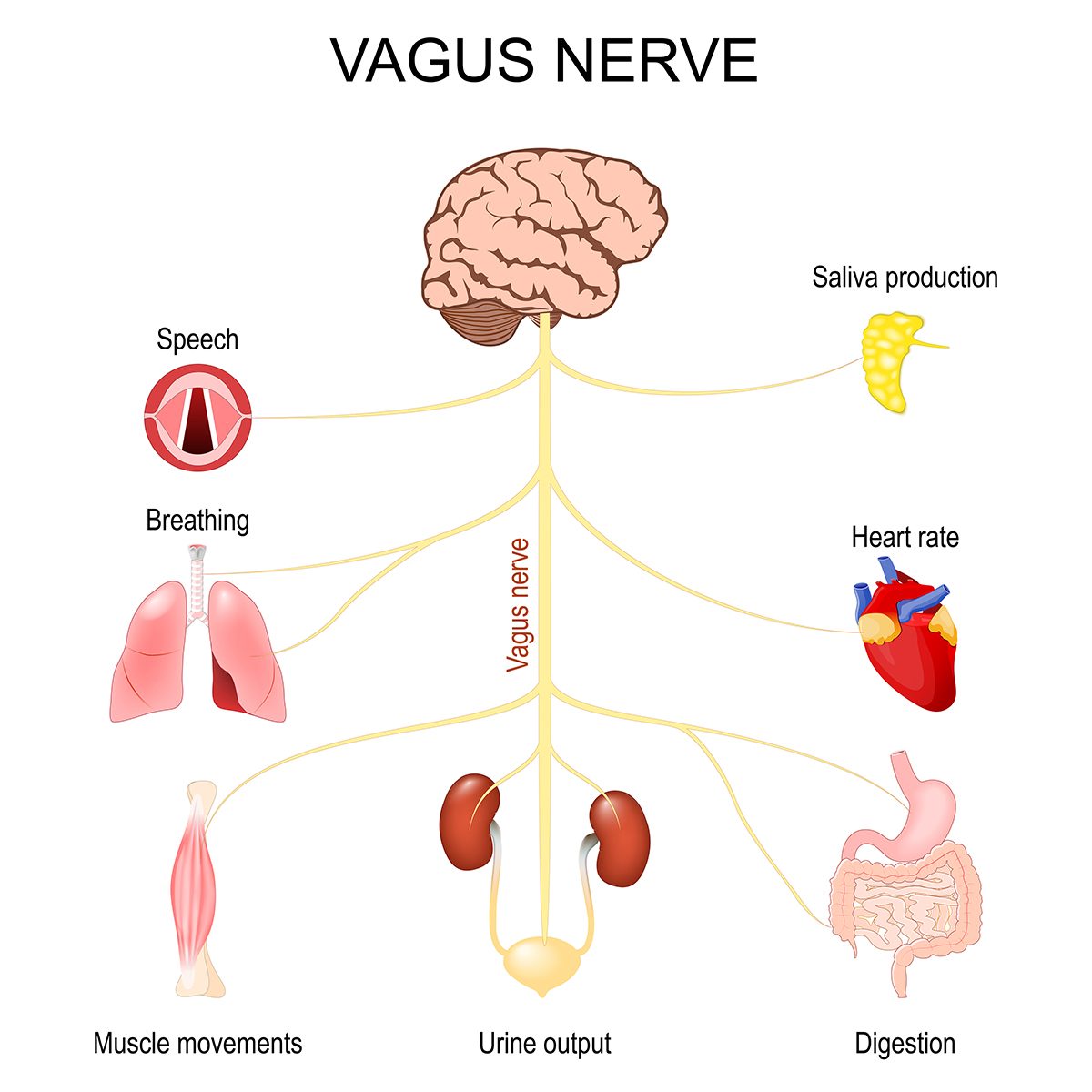 Vagus nerve illustration - Getty images
