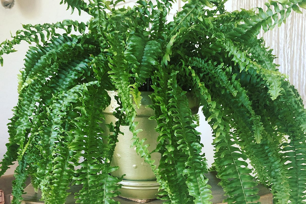 A healthy Boston fern sits on a wooden stool.