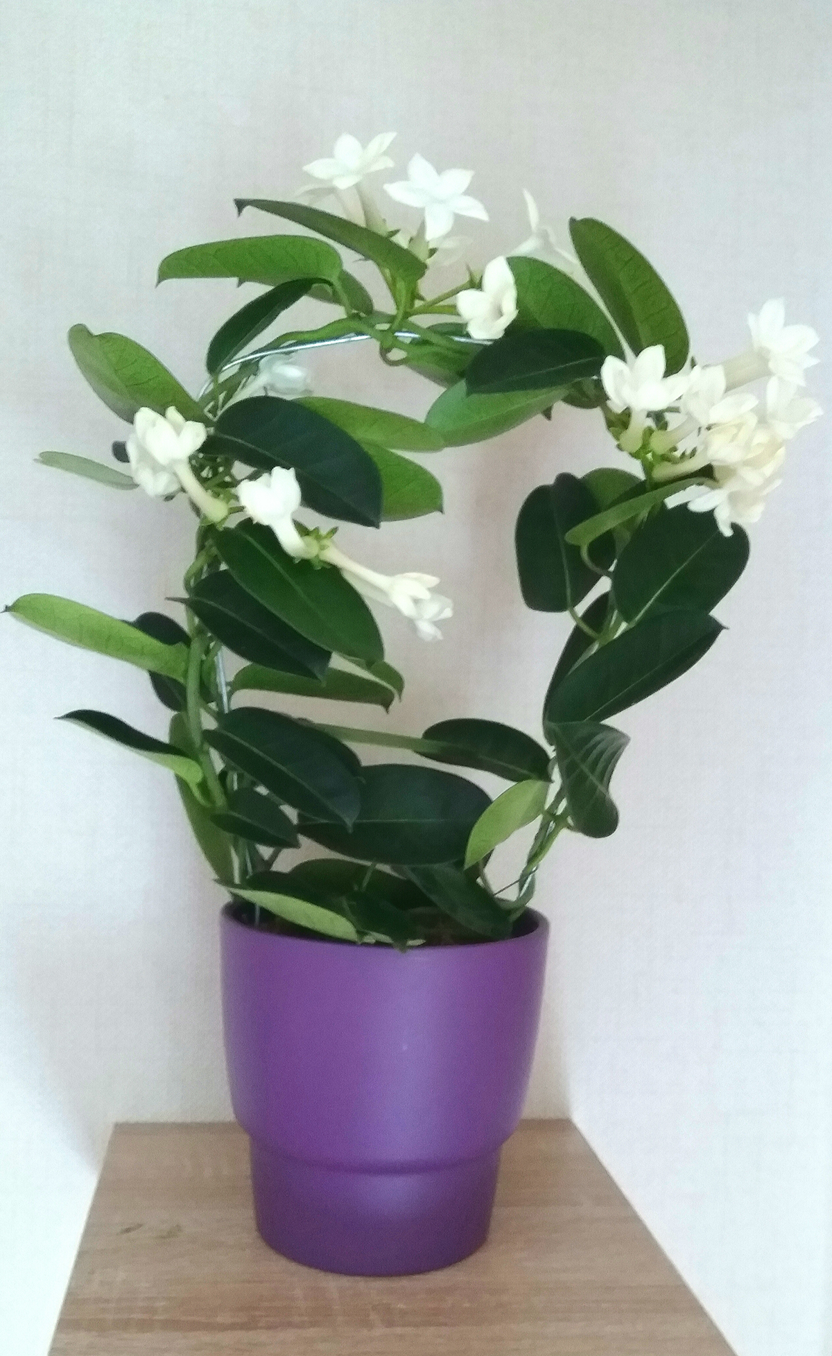 A jasmine plant in a purple pot sits on a wooden surface against a white wall.