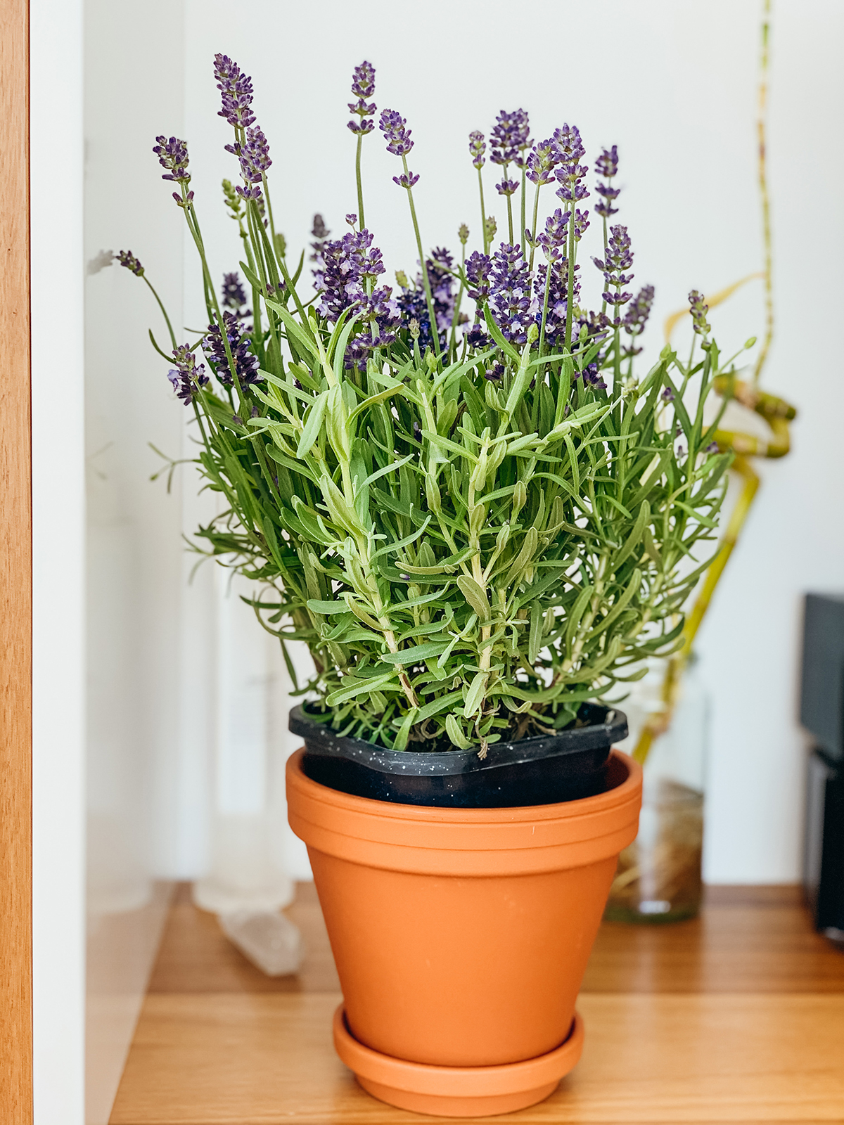 A potted lavender plant is on a wooden surface.