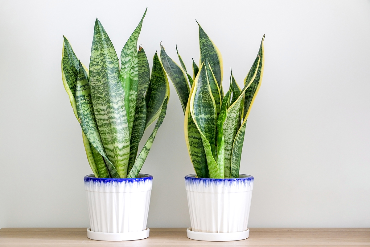 Two snake plants in white pots are on a wooden surface.