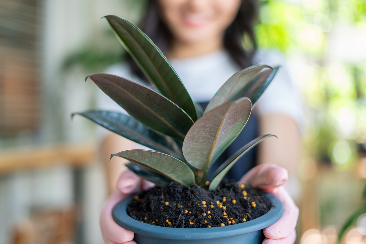 A woman holds a potted rubber plant with outstretched arms.