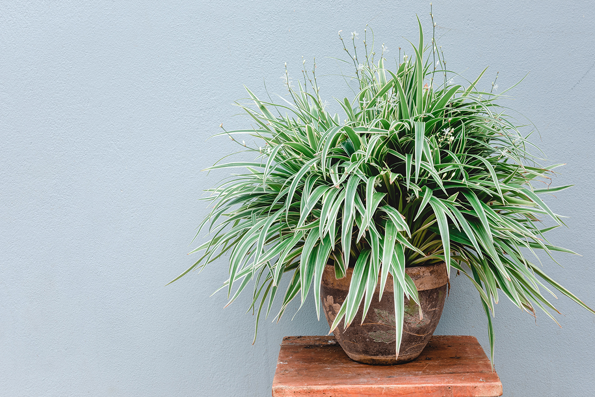 A potted spider plant is positioned on a small wooden surface against a grey background.