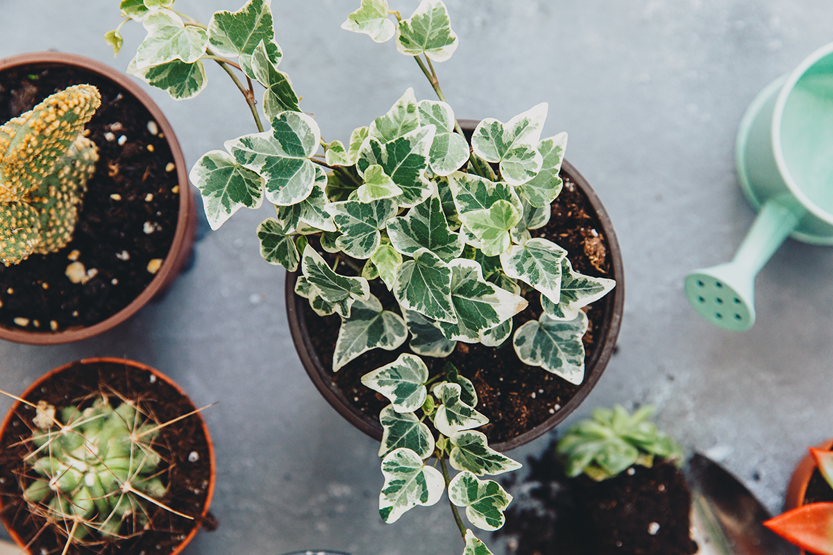 An overhead shot of several potted plants, including english ivy and succulents.