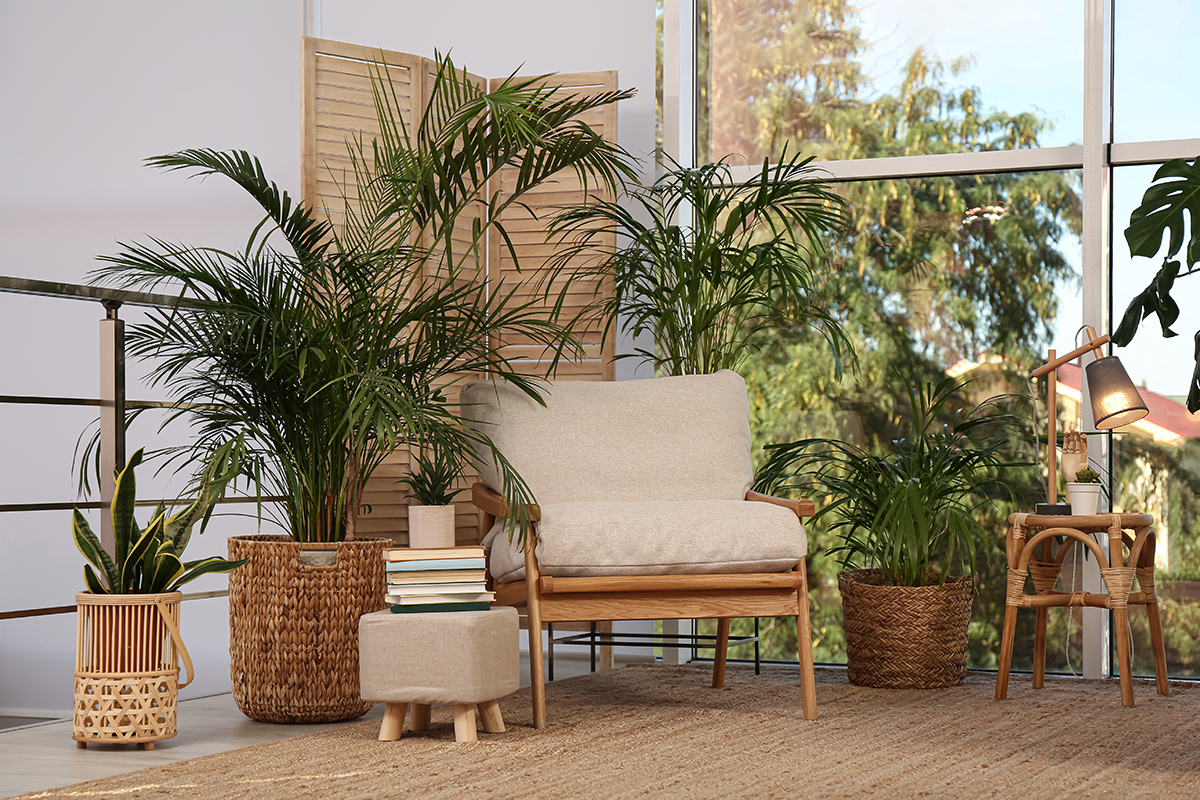 A stylish room is shown, featuring a comfortable armchair and a range of different exotic houseplants.