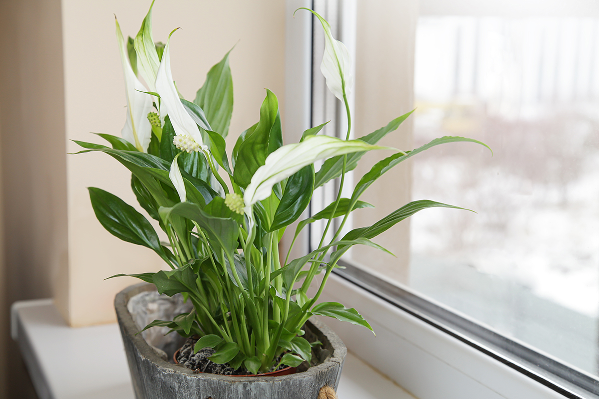 A peace lily is positioned next to a window.