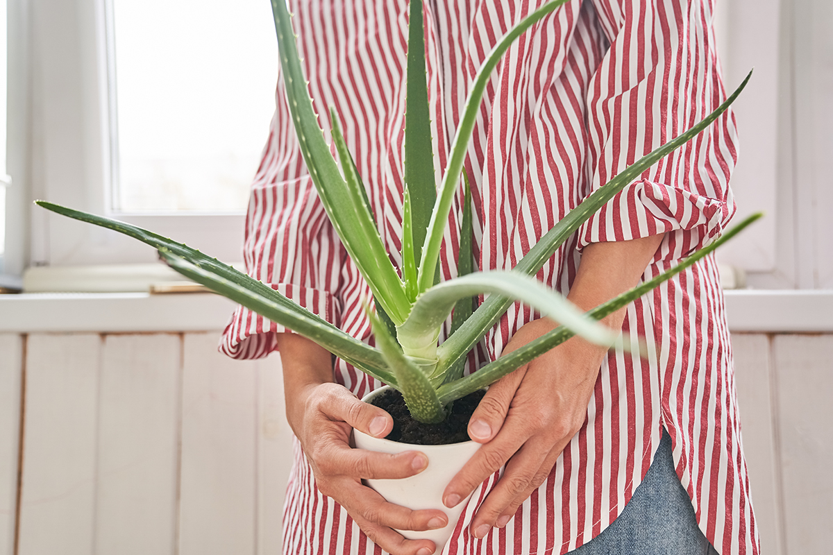 A person wearing a red and white striped shirt holds a potted aloe vera plant.