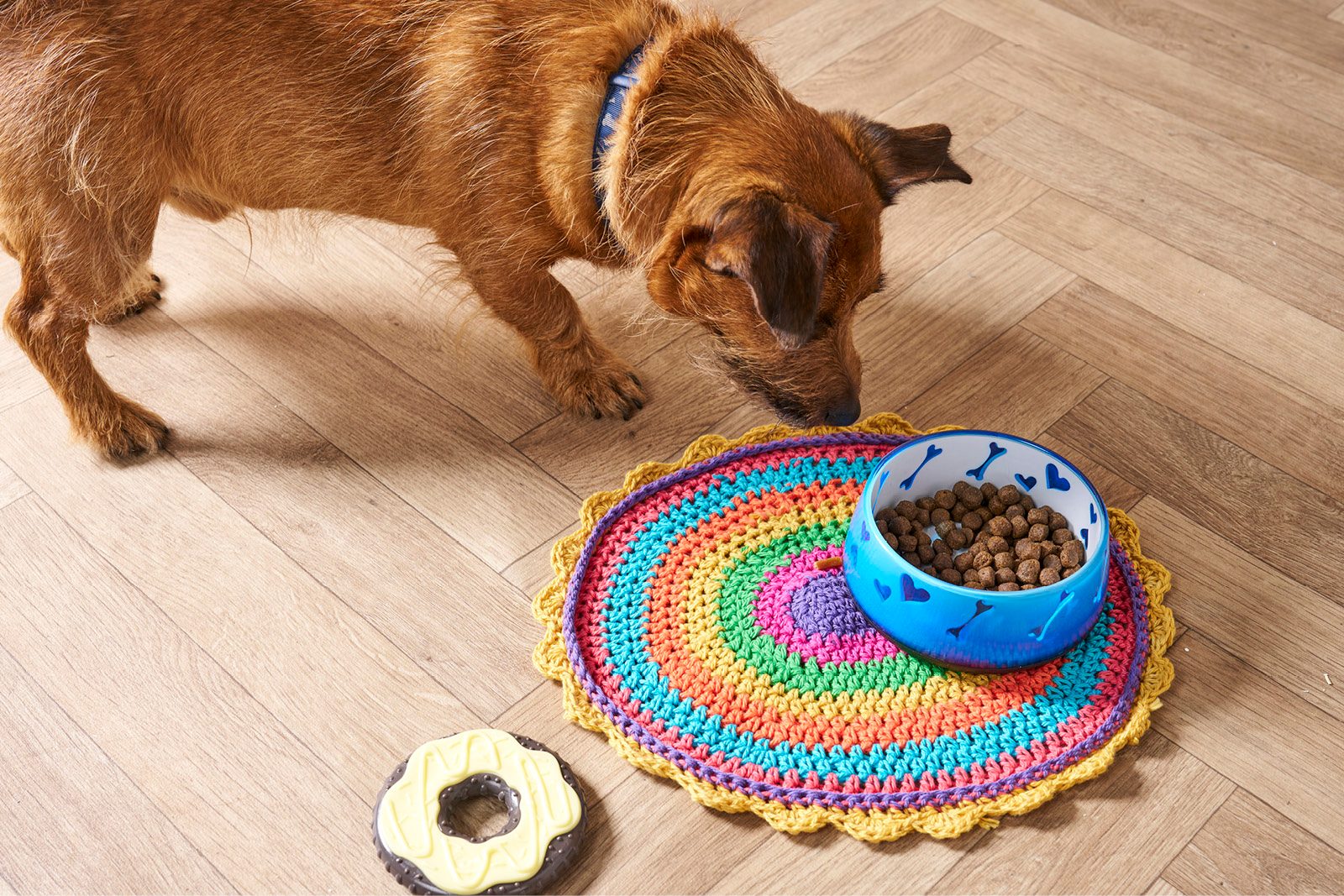 Rainbow dog bowl with dog
