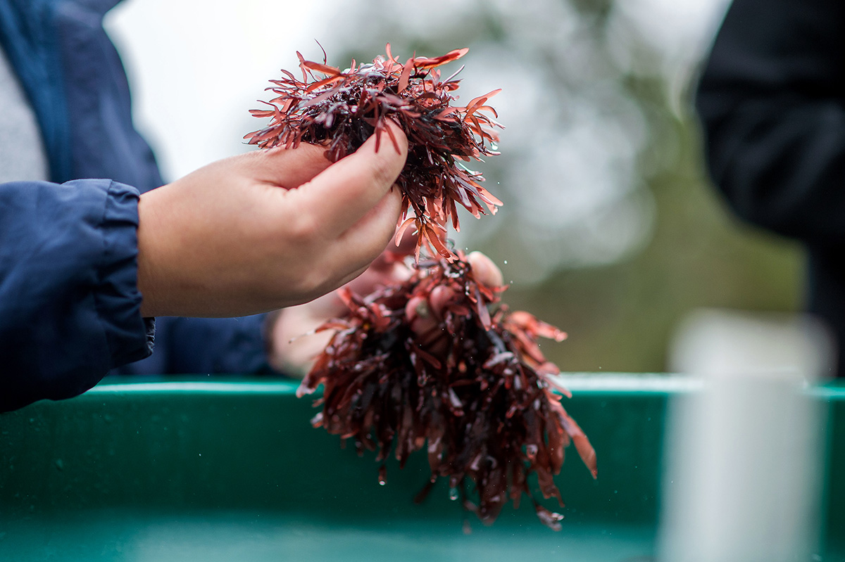 A person is holding handfulls of dulse seaweed outdoors.
