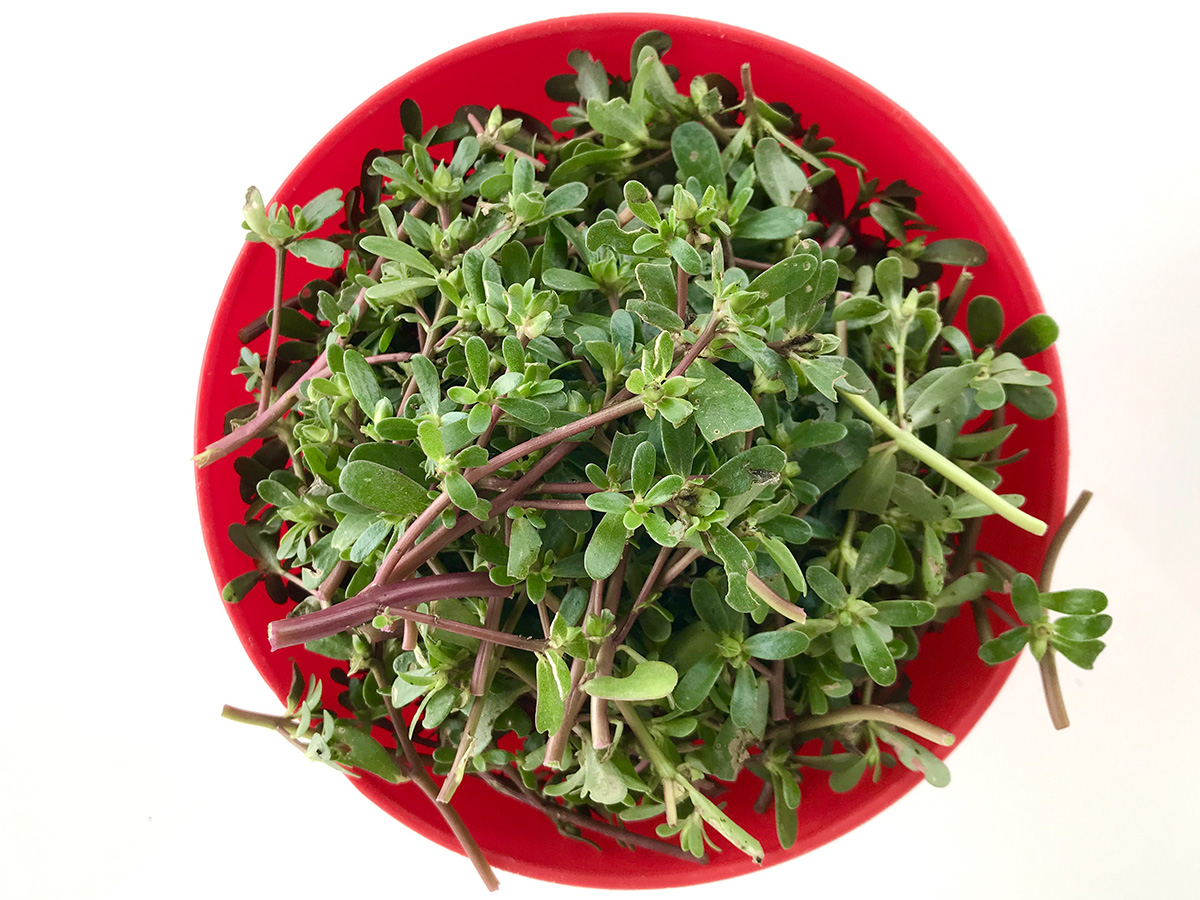 A red bowl containing the edible garden weed purslane is set against a white background.