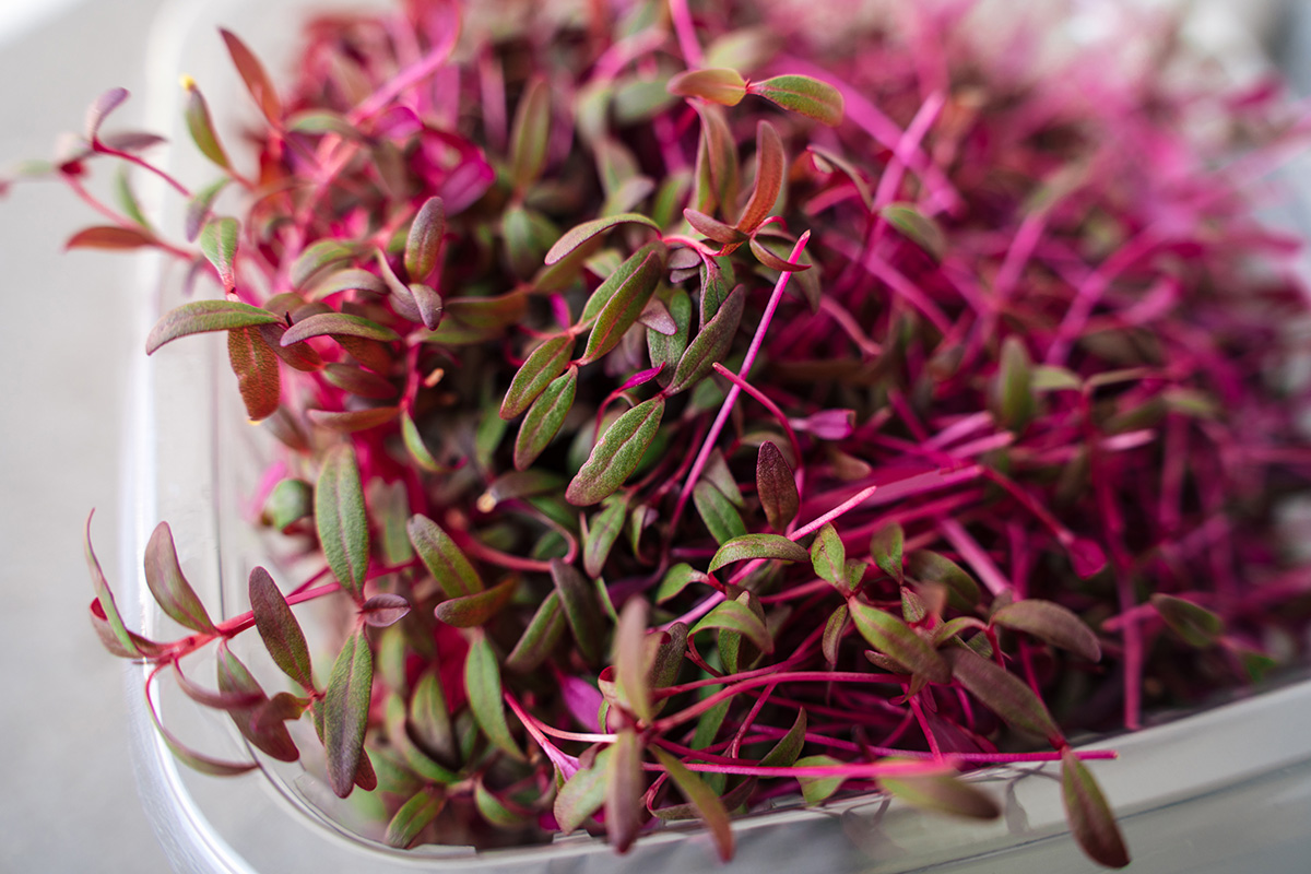 A close-up of amaranth microgreens. The greens feature striking pink stems and small green leaves.