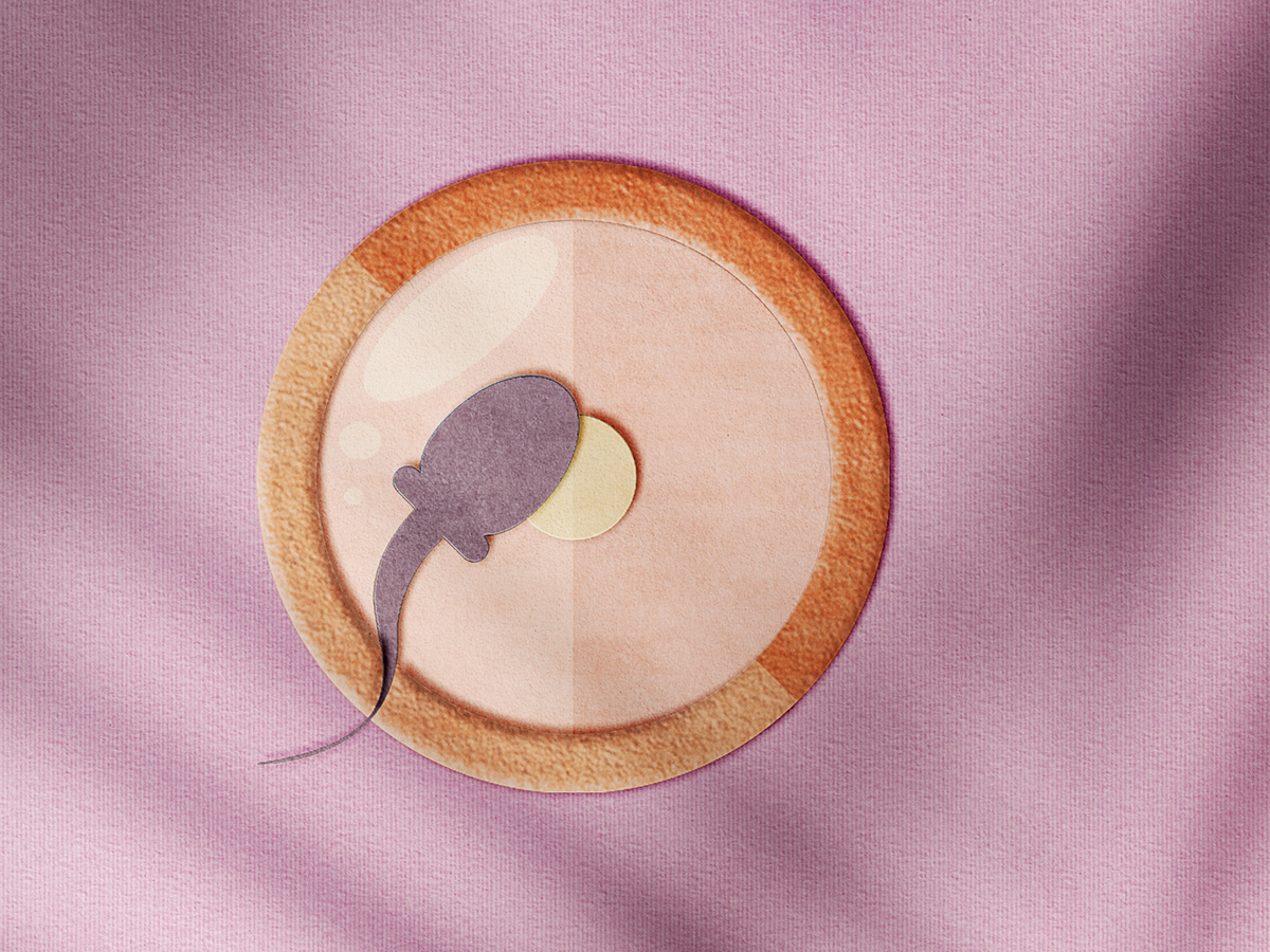 A sperm cell fertilising an egg, made from paper