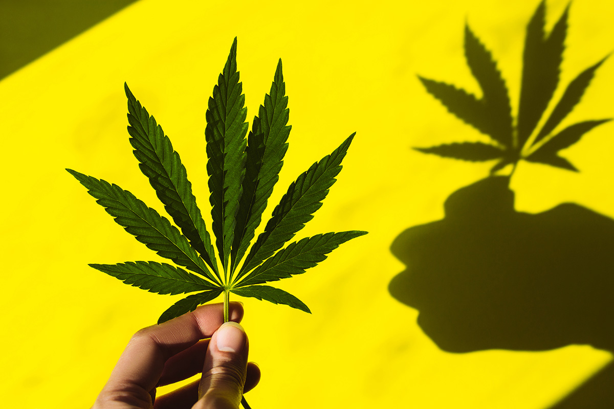 A hand holds a hemp leaf against a yellow background, creating a shadow