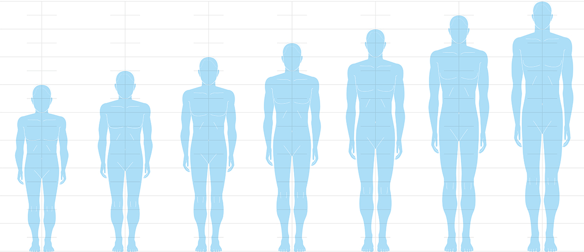 An illustration of seven male figures increasing in height