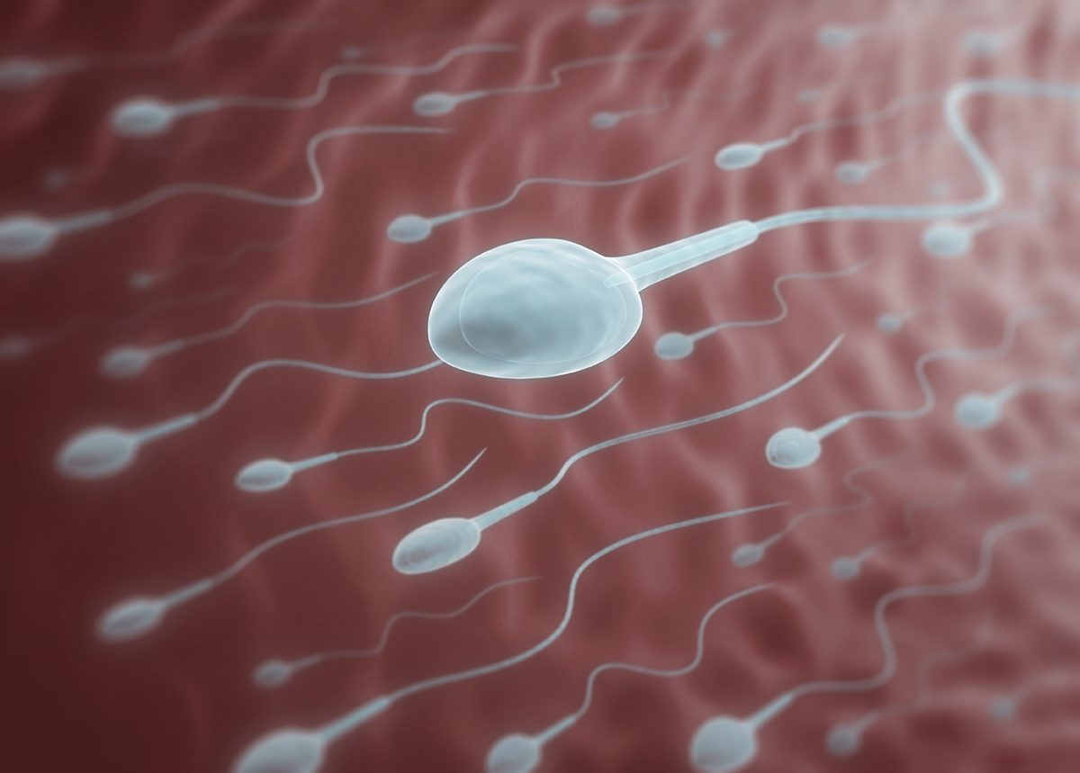 An illustration of human sperm cells