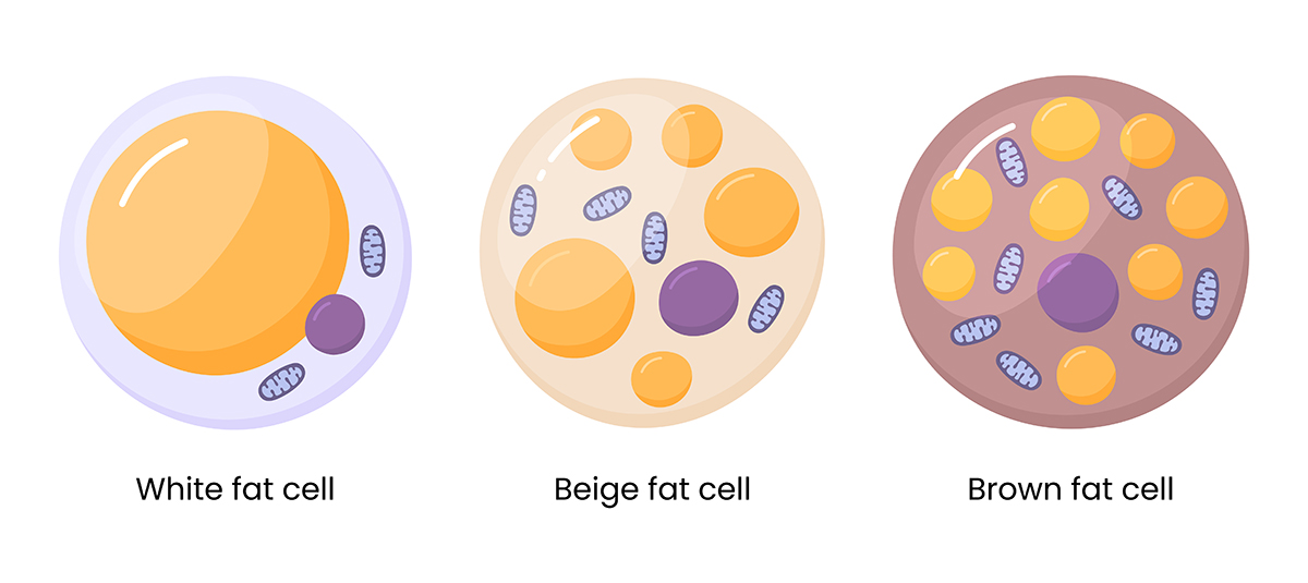 A diagram illustrating a white, beige, and brown fat cell