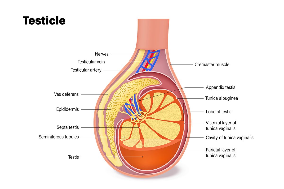 A diagram of the anatomy of a testicle