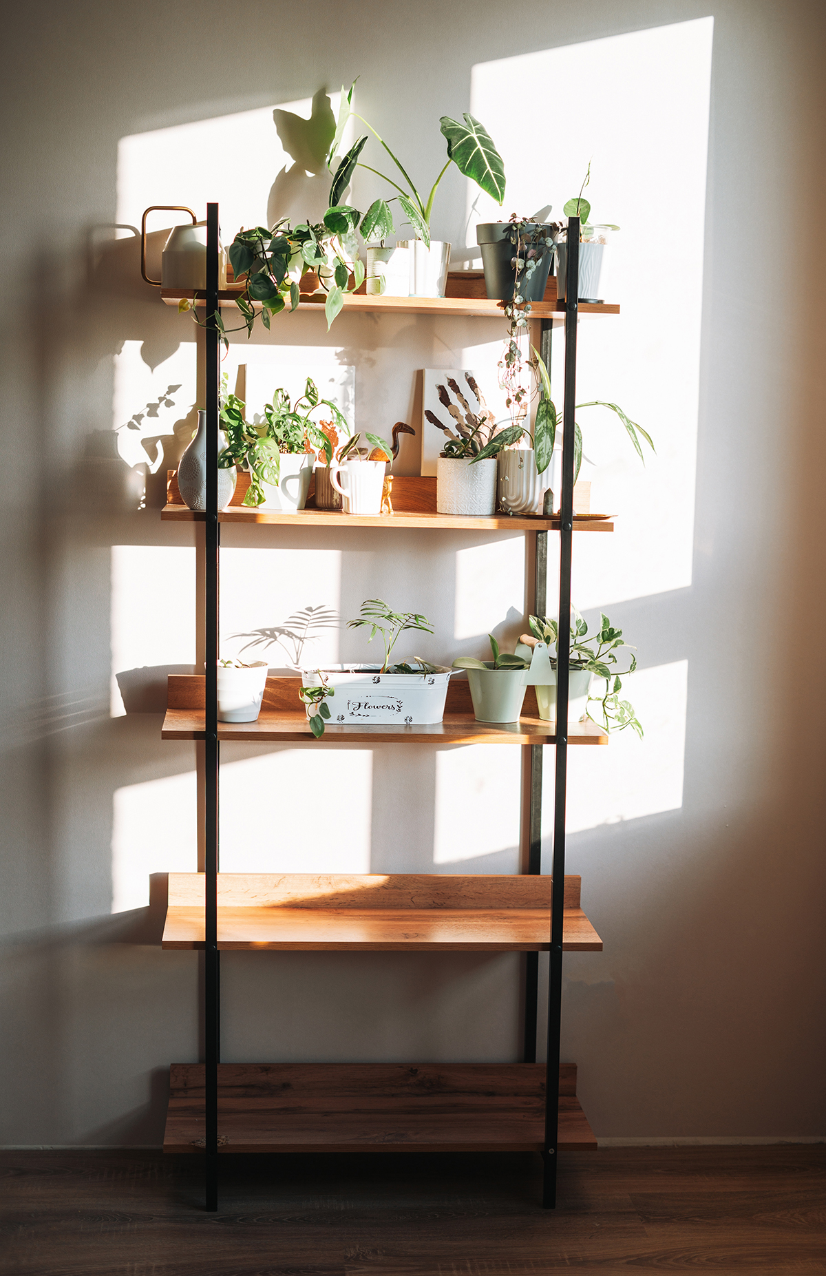 A shelving unit with house plants on it is bathed in warm sunlight.