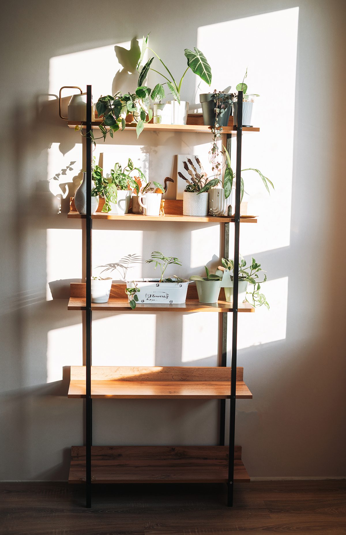 A shelving unit with house plants on it is bathed in warm sunlight.