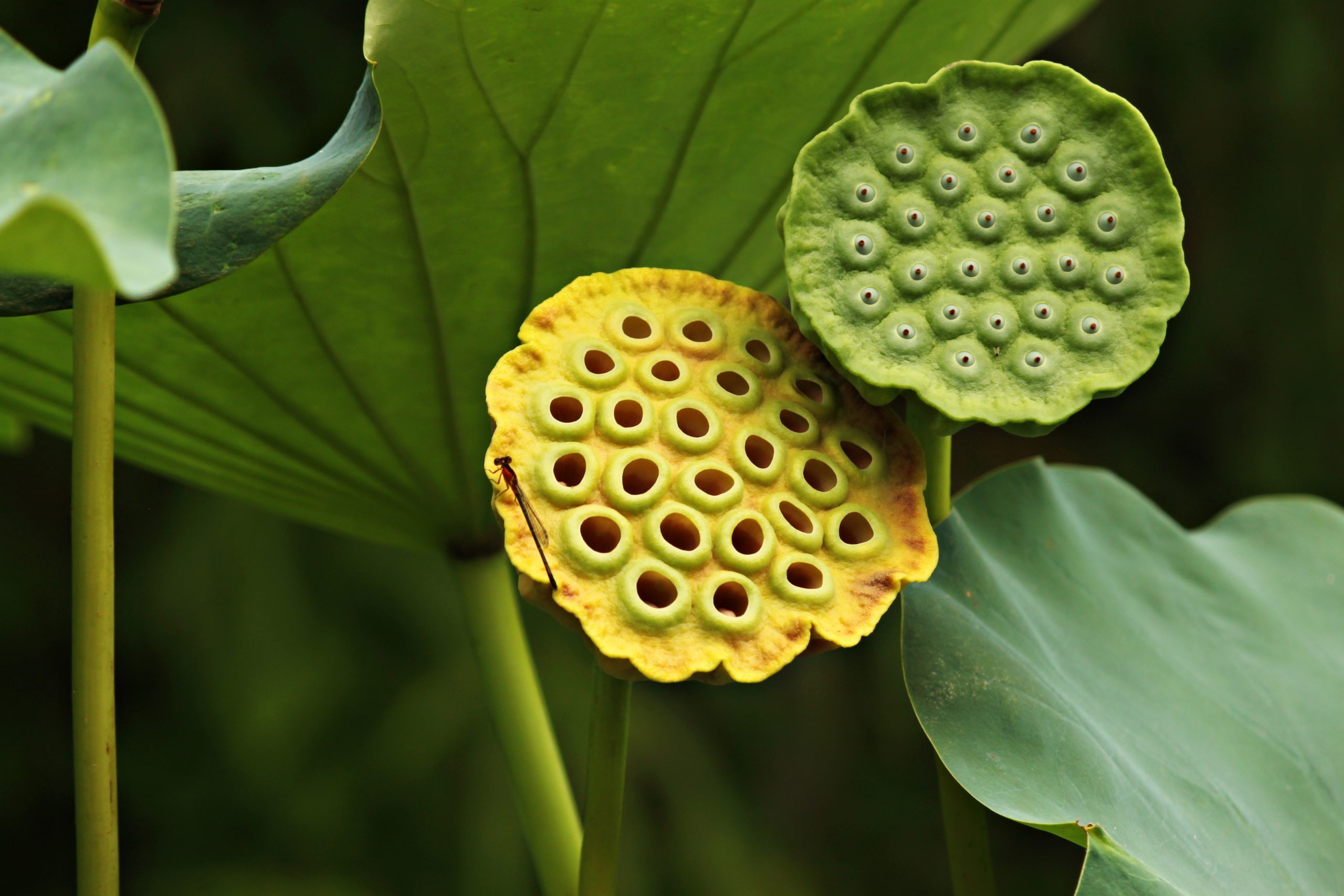 Live lotus pod and seedheads. Some people have a phobia called trypophobia towards these pods and the holes in them.