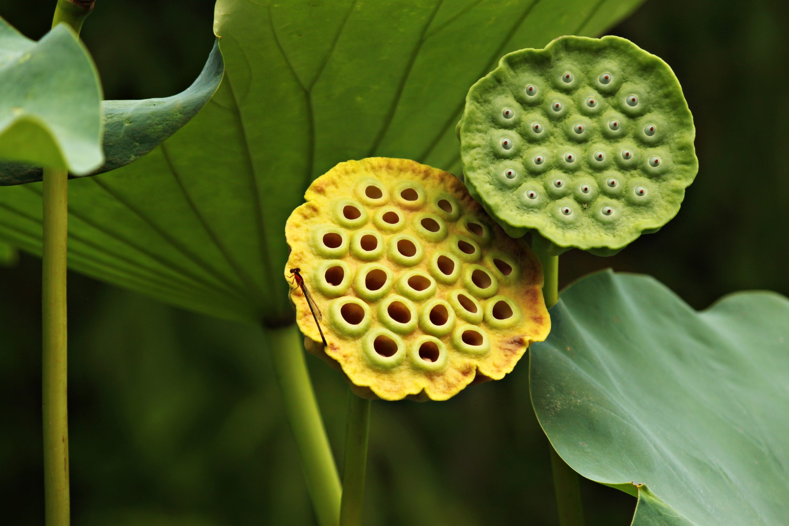 Live lotus pod and seedheads. Some people have a phobia called trypophobia towards these pods and the holes in them.