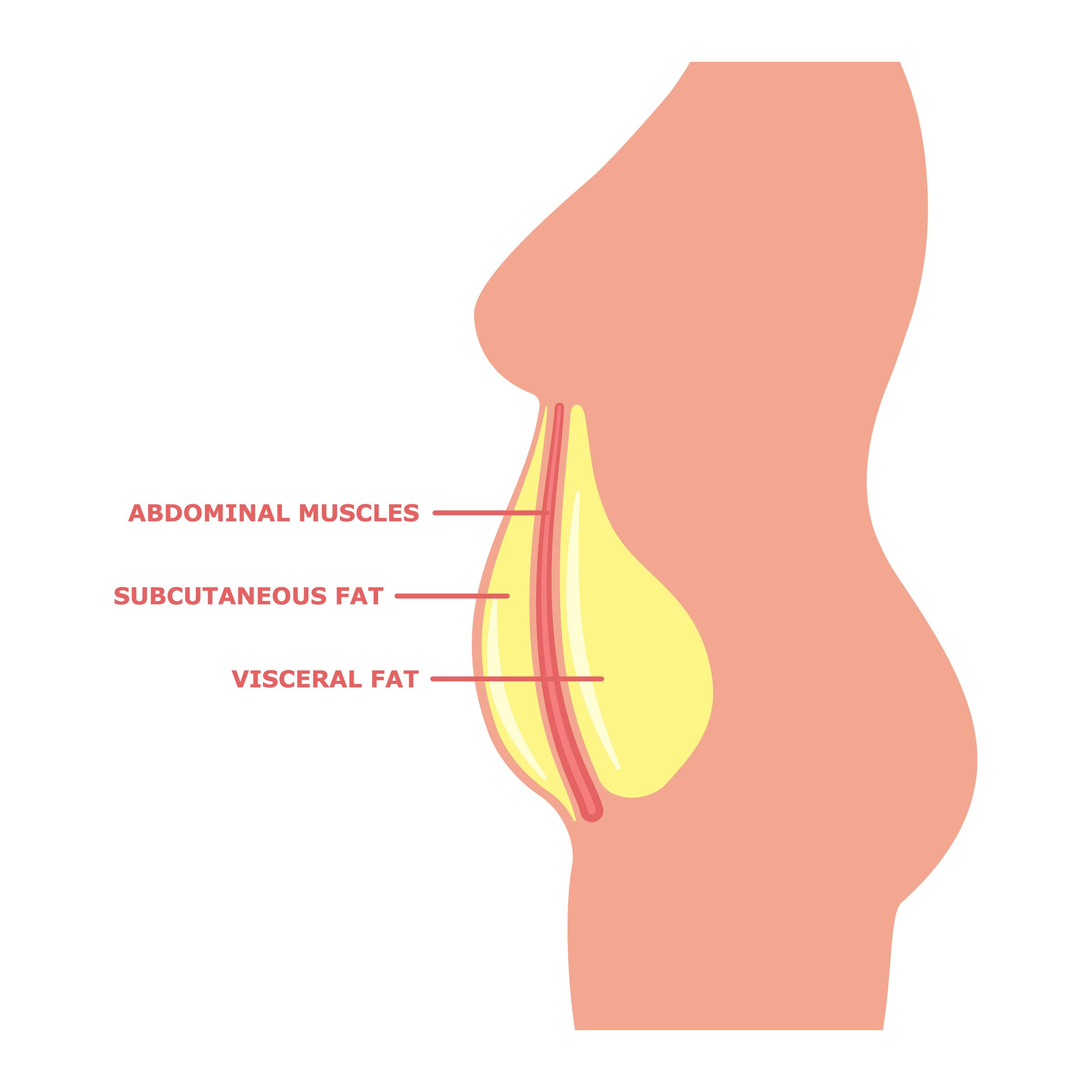 Belly subcutaneous fat, abdominal muscle and visceral fat on the female body with inscriptions. Vector illustration isolated on white. Female obesity side view.