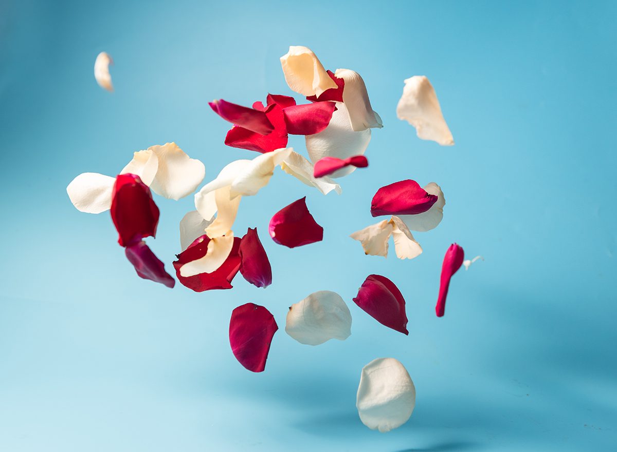Red and white rose petals whirl in the air against a light blue background.