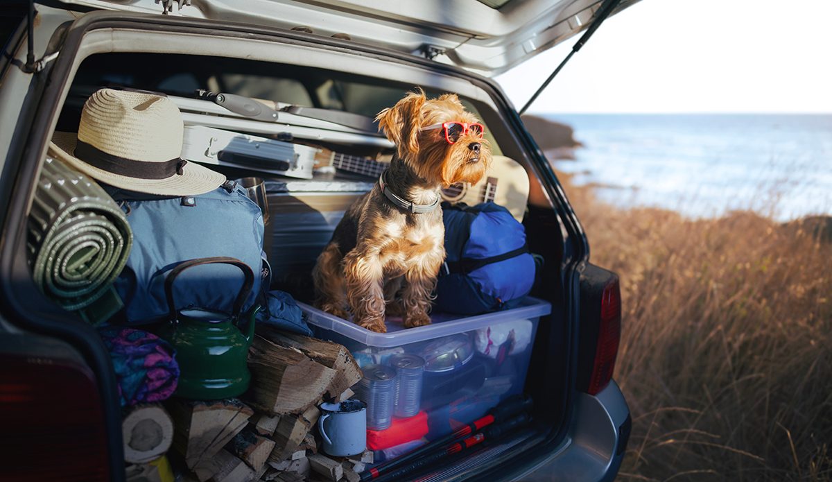 A Yorkshire Terrier wearing sunglasses is stood in the boot of a car and looking out to the horizon