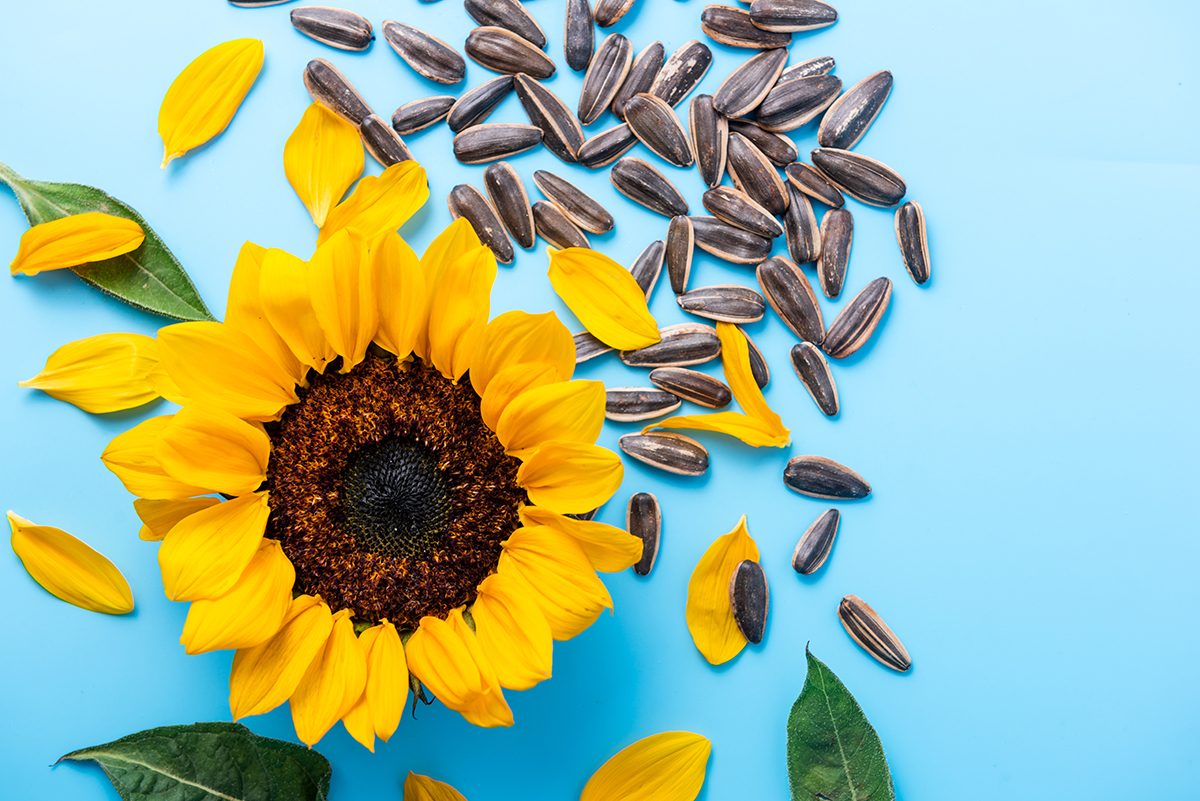 A yellow sunflower and sunflower seeds on a blue background.