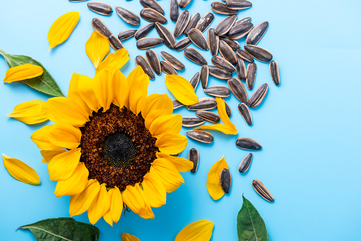 A yellow sunflower and sunflower seeds on a blue background.
