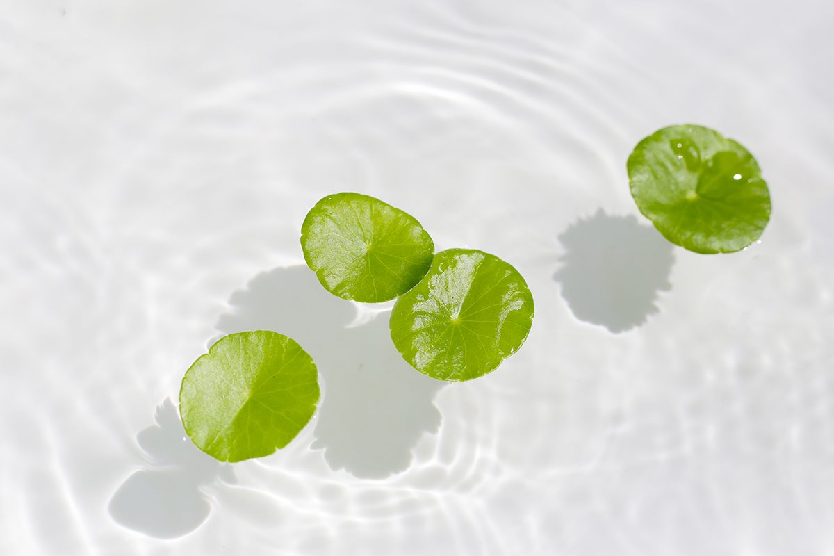 Centella asiatica leaves floating on water