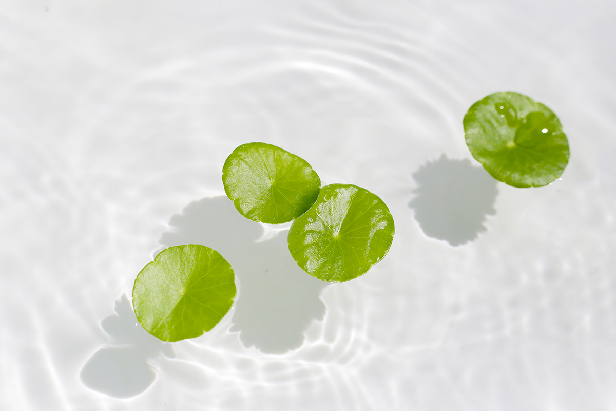 Centella asiatica leaves floating on water