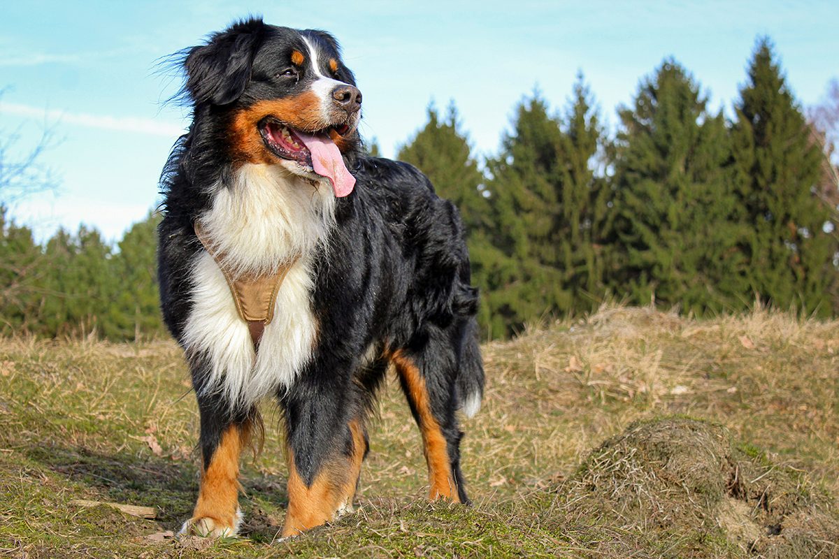 A Bernese Mountain Dog in the great outdoors