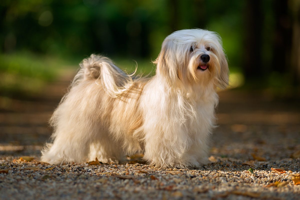 A havanese dog in an outdoor setting