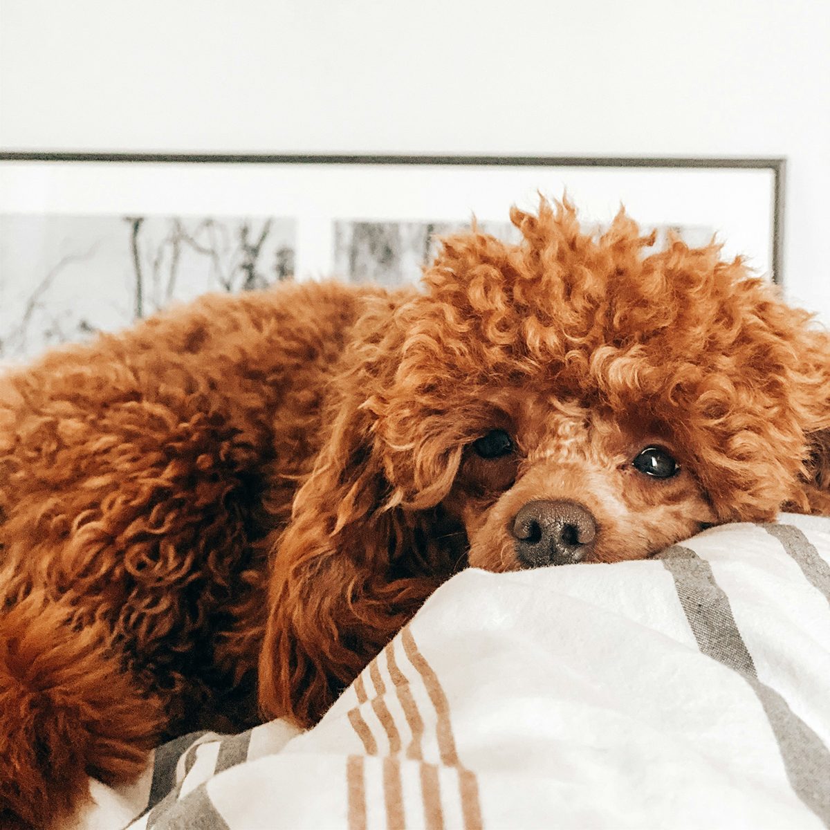 A miniature poodle lying on a bed