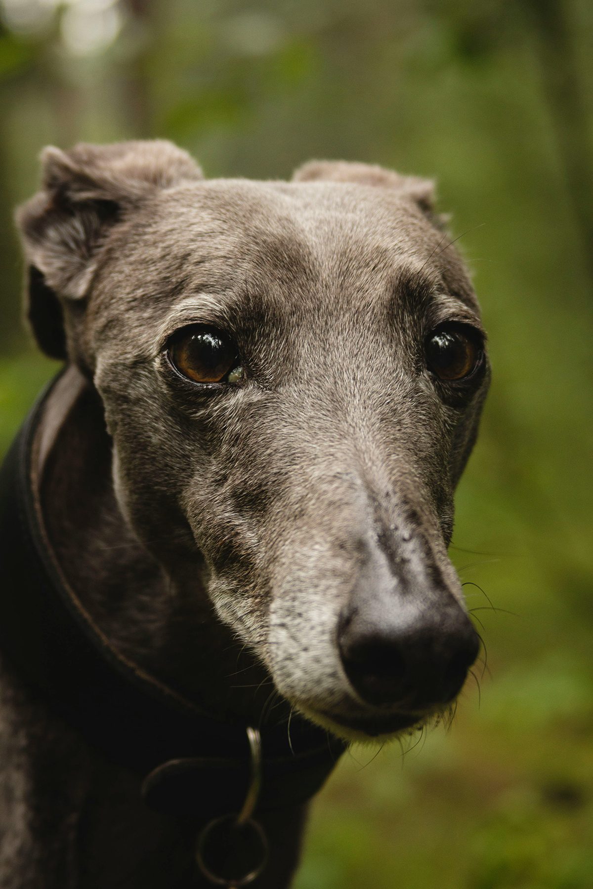 A close-up of a greyhound in a blurred outdoor setting