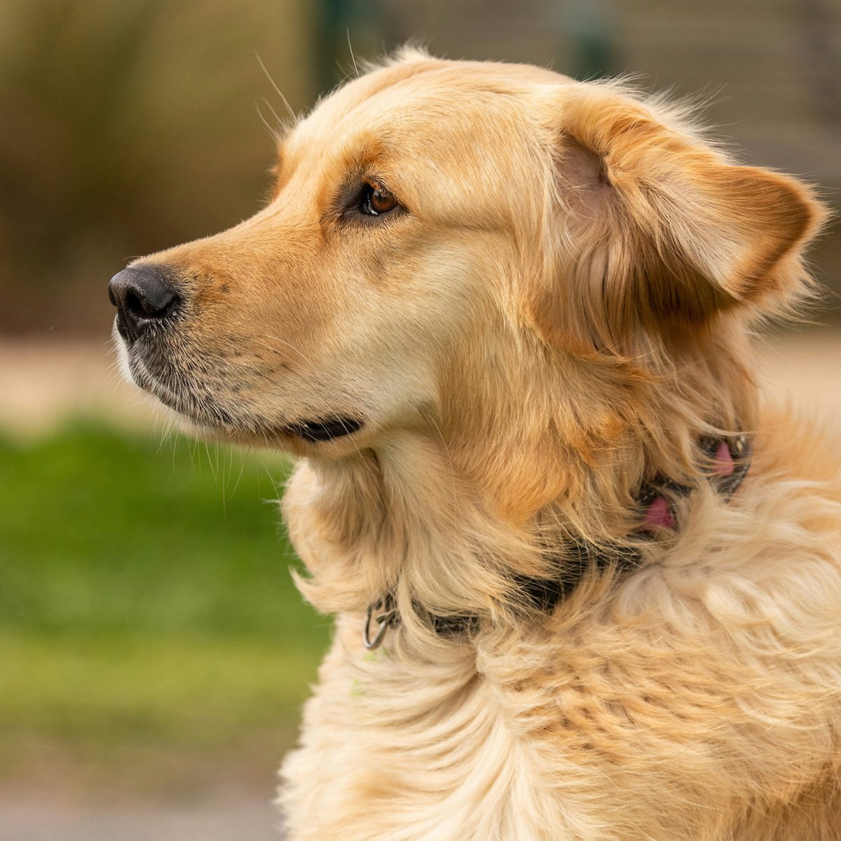 A close-up of the side profile of a Golden Retriever 