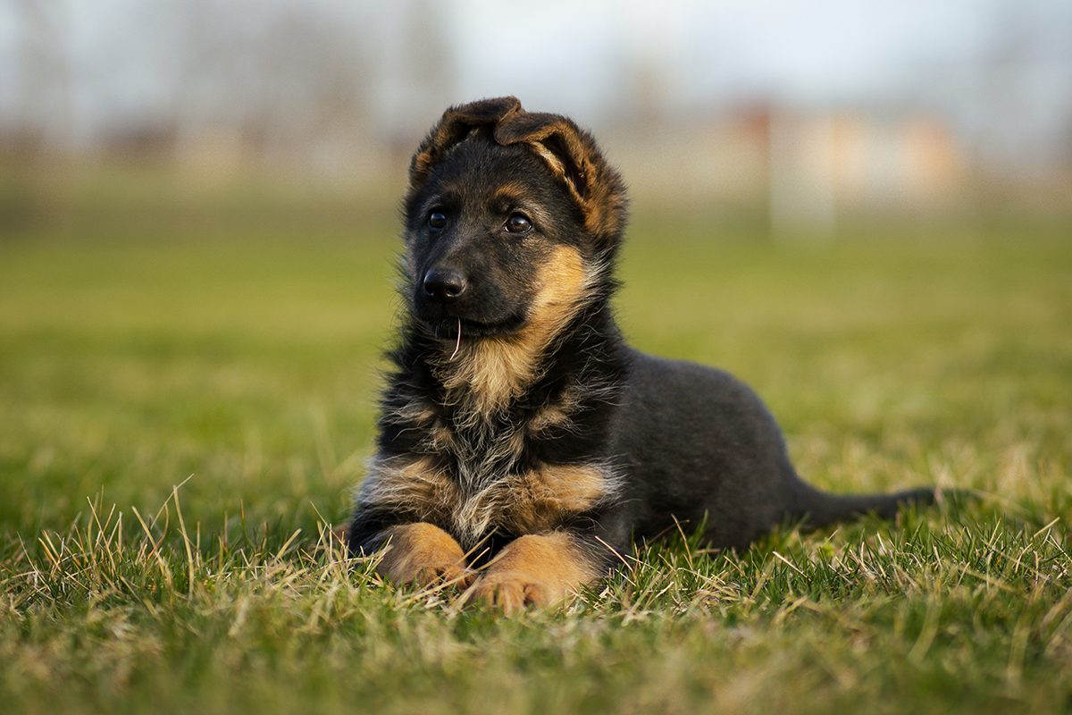 A German Shepherd puppy lying in the grass