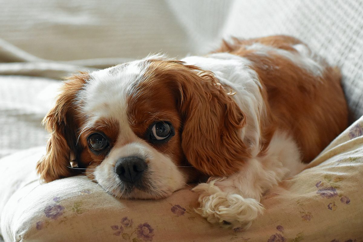 A King Charles Spaniel lying on a bed