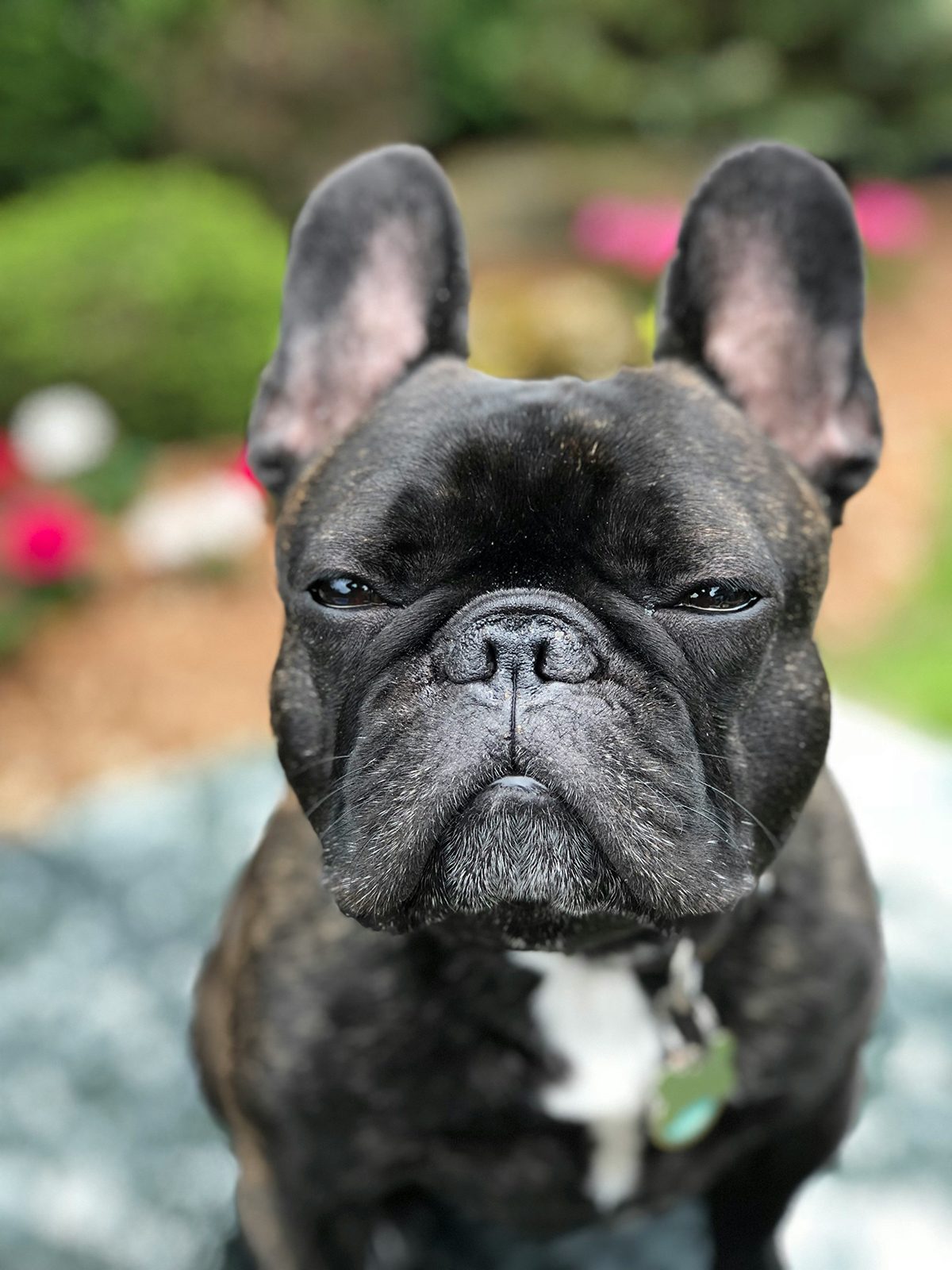 A french bulldog is in a blurred outdoor setting