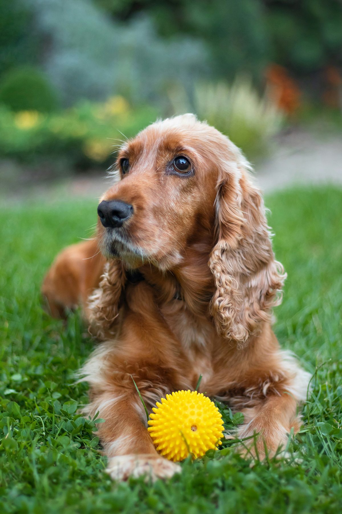 A Cocker Spaniel lying in the grass with a yellow bouncy ball