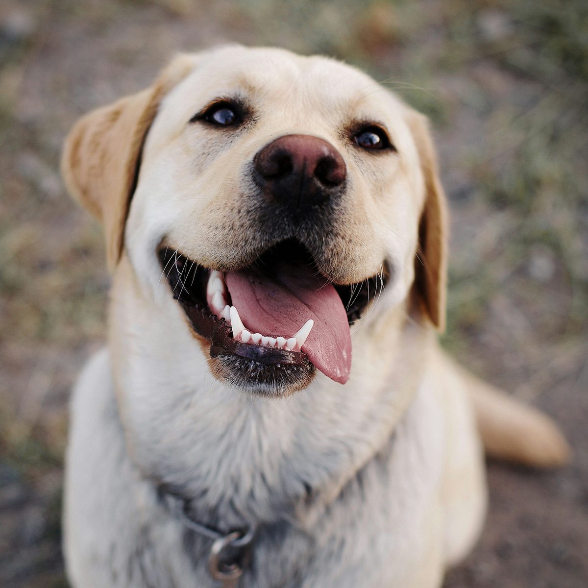 labrador