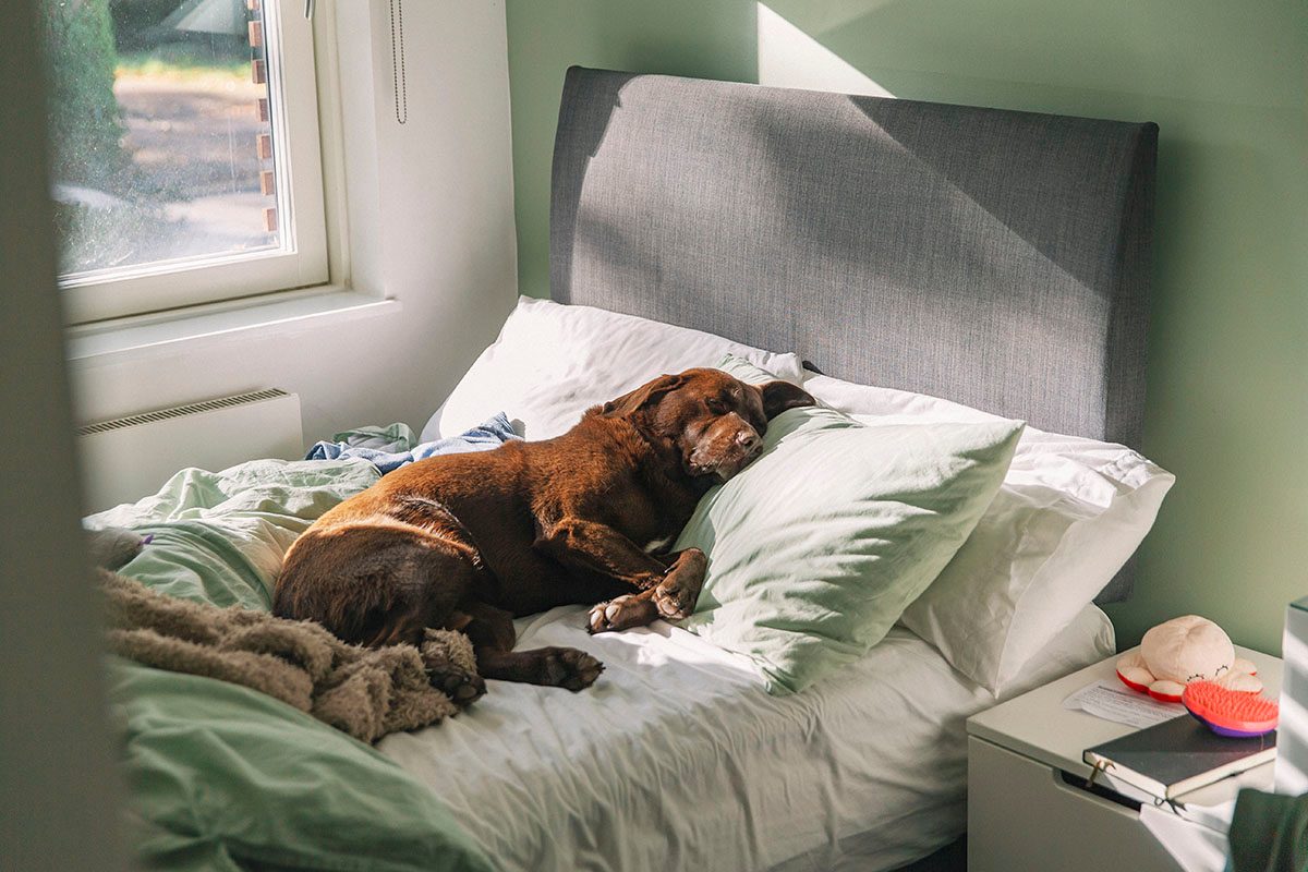 A brown Labrador is sleeping on its owner's bed 