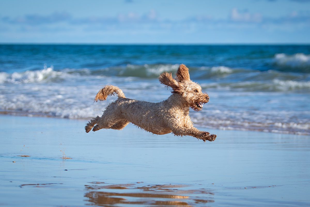 A Cockerpoo running along a beach