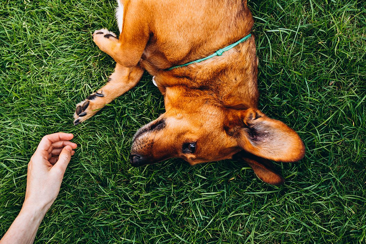 A dog lying on the grass next to its owner's hand
