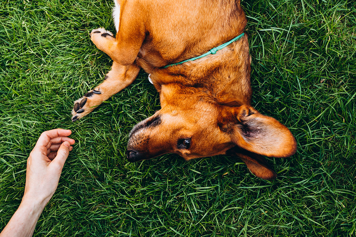 A dog lying on the grass next to its owner's hand