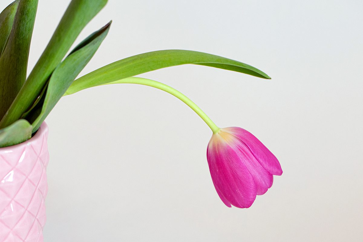 A drooping tulip, representing erectile dysfunction