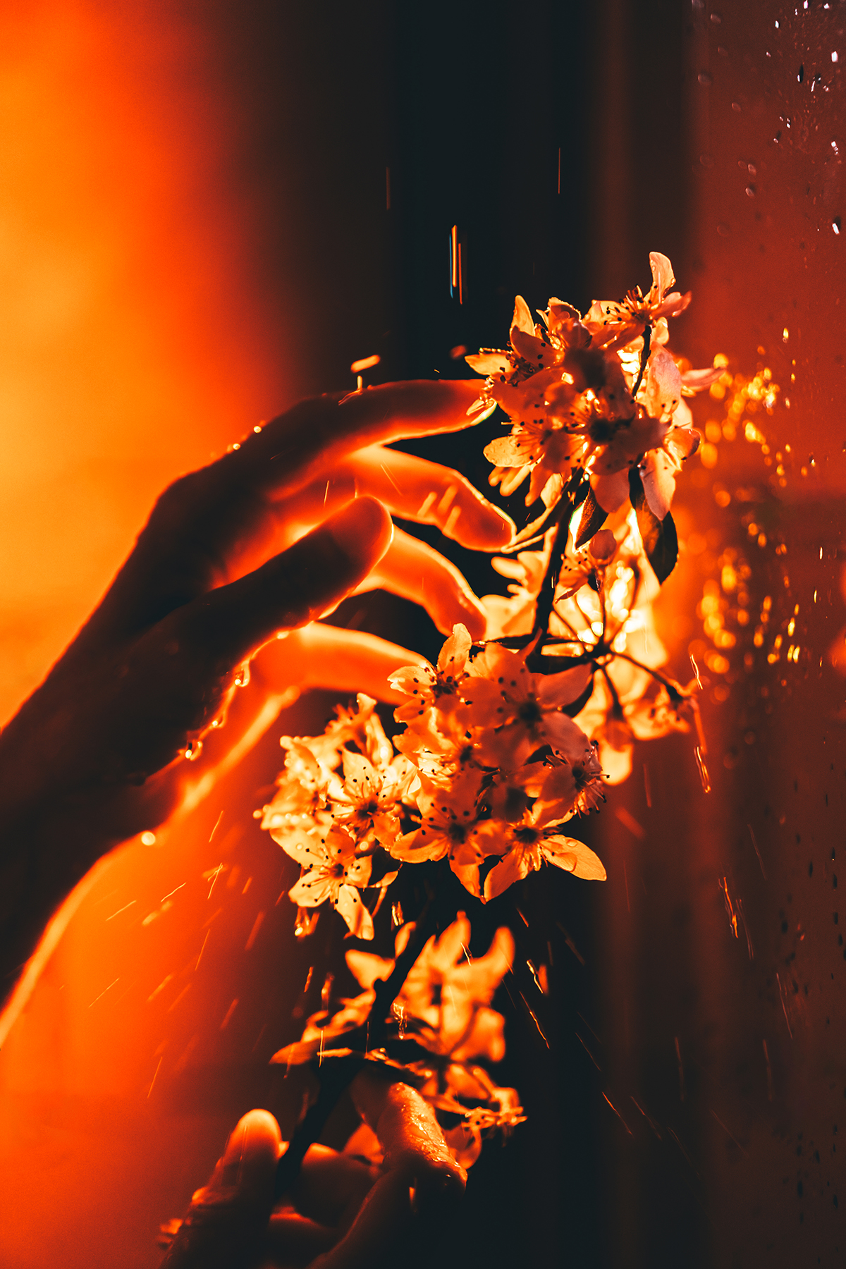 A woman's hand touches a cherry blossom branch in red light