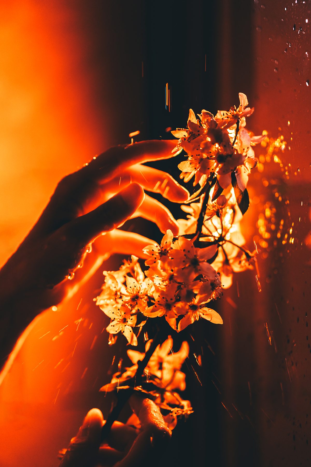 A woman's hand touches a cherry blossom branch in red light