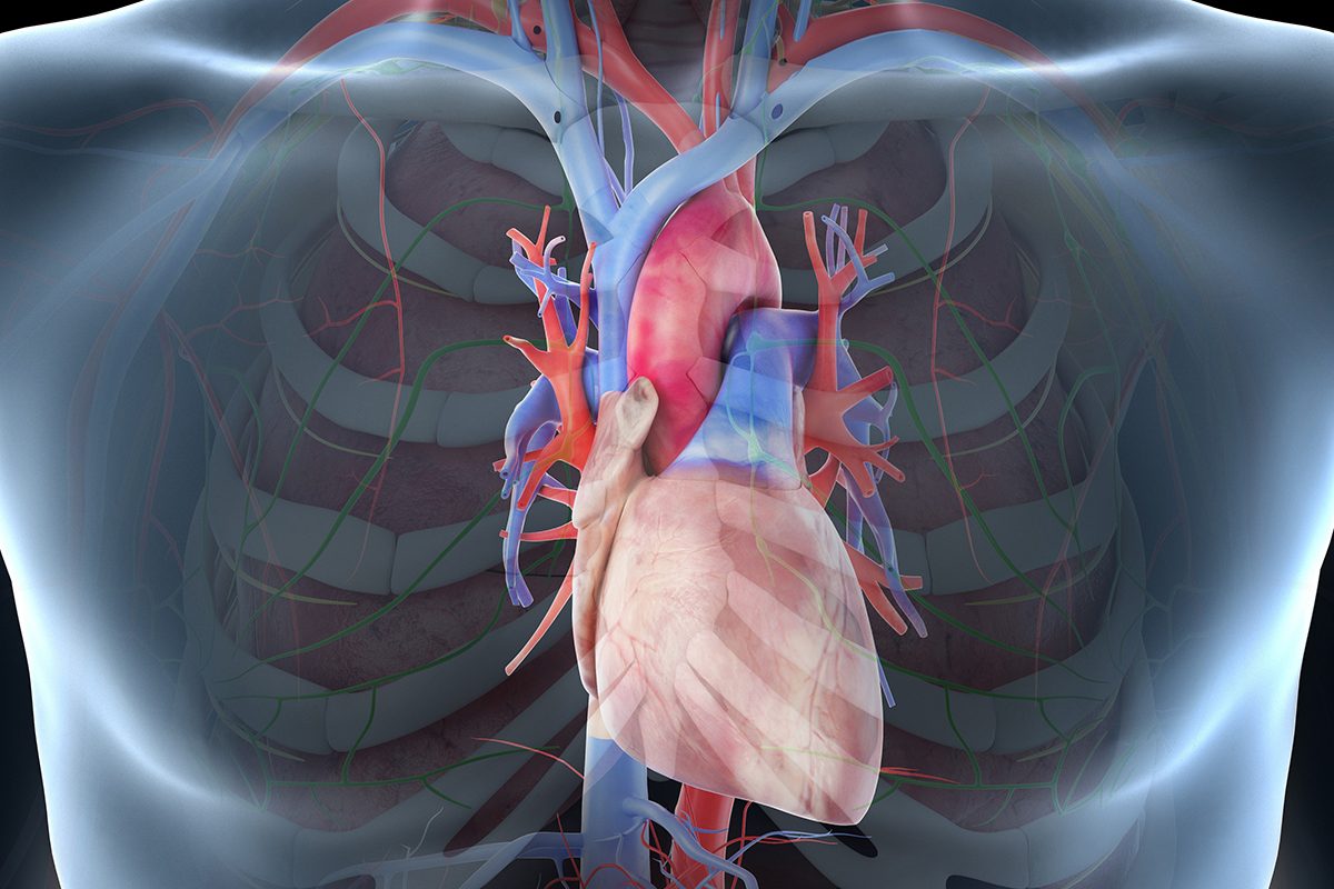 A digital illustration of a human torso with a focus on the cardiovascular system, highlighting the heart and major blood vessels in red and blue.